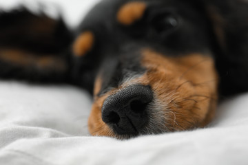 Cute dog relaxing on white fabric at home, closeup. Friendly pet