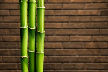 Many bamboo stalks on brick background