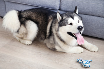 Malamute dog lying on the floor at home