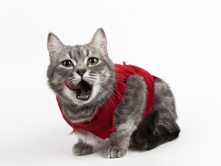 Fototapeta premium Cat in red medical blanket for cats, isolate on a white background. Treatment of a pet after surgery, sterilization.