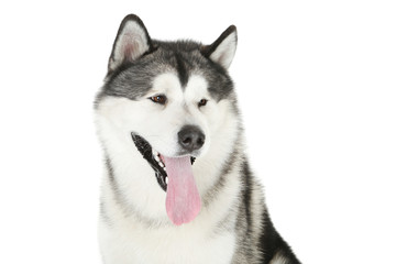 Malamute dog isolated on white background