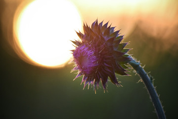 Purple Thistle Flower with Afternoon Sun in Background
