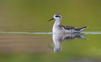 Red-necked phalarope swims on green colored water of lake in summer season