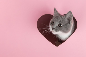 A grey kitten peeks out of a heart-shaped hole on a pink background. Design blank for Valentine's...