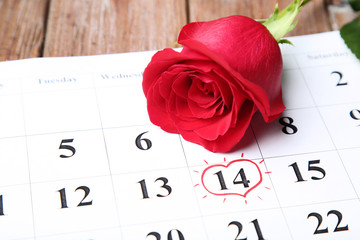 Red rose with paper february calendar on brown wooden table
