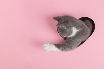 A grey kitten peeks out of a heart-shaped hole on a pink background. Design blank for Valentine's...