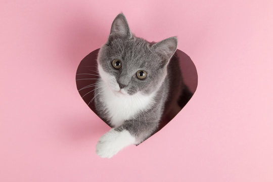 A grey kitten peeks out of a heart-shaped hole on a pink background. Design blank for Valentine's Day, greeting card, expression of love. Copy space.