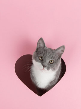 Naklejki A grey kitten peeks out of a heart-shaped hole on a pink background. Design blank for Valentine's Day, greeting card, expression of love. Copy space.