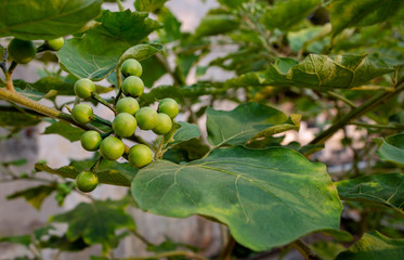 Fototapeta premium Turkey berry or pea eggplant is a plant that is used to cook food.