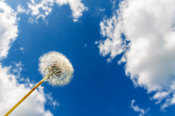 Dandelion against the blue sky with clouds.