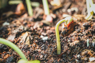 The saplings of yardlong beans grow in fertile soil.