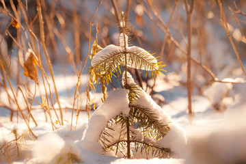 a small Christmas tree covered with snow is beautifully lit by the rising sun