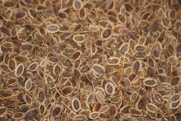 pile of dry dill seeds spice macro as background