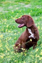Beautiful Brown Braco German Shorthair