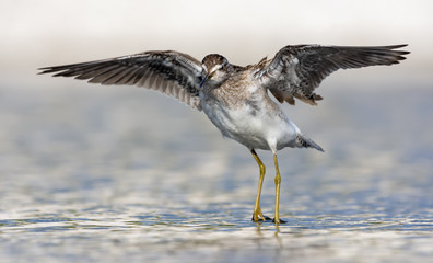 Wood Sandpiper in flight over water surface with wide spreaded wings