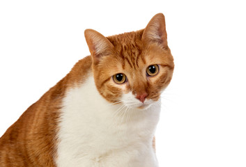 Adult brown and white cat with overweigh