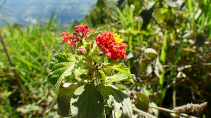 Flor roja 