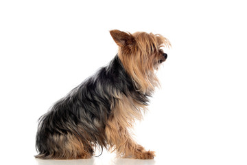 Funny small yorkshire dog