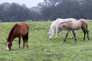 Obraz premium Three horses in a foggy day