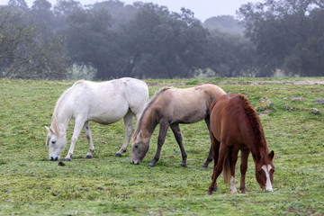 Naklejka na ściany i meble Three horses in a foggy day