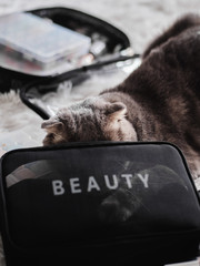 Naklejka premium Tired adorable grey tabby scottish fold cat hiding head in the makeup artist accessories bag lied on the bed