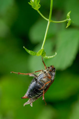 Sterbender Maikäfer nach Gifteinsatz, Insektensterben nach Insektizid Einsatz, nach Ausbringung von giftigem umweltschädlichen Pflanzenschutzmittel vergifteter Maikäfer	