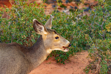 Mule Deer on the Angel's Landing Trail
