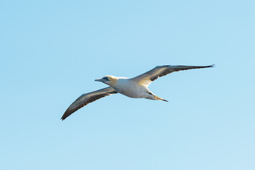 Fototapeta na wymiar Flying gannet on blue sky. Wild animal photography