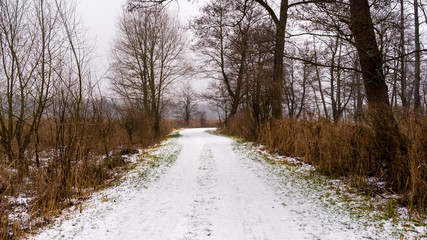 Pochmurny i mglisty dzień w Dolinie Supraśli. Puszcza Knyszyńska, Podlasie, Polska © podlaski49