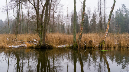 Pochmurny i mglisty dzień w Dolinie Supraśli. Puszcza Knyszyńska, Podlasie, Polska © podlaski49