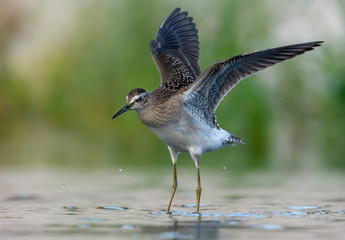 Wood Sandpiper flies over water surface with raisen wings and hanging legs
