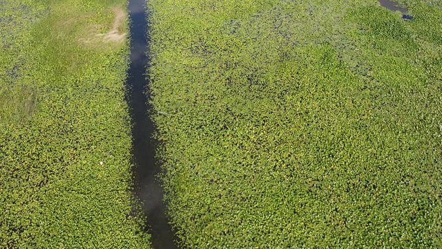 Water Way and Delta with Sea Grass and Water Lily in National Park NP Lake Skadar in Virpazar Montenegro (aerial, drone)