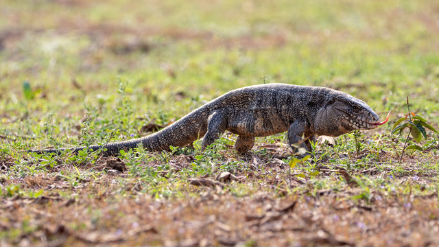 Freigestellter Teju in der Seitenansicht z&uuml;ngelt, um sich zu orientieren
