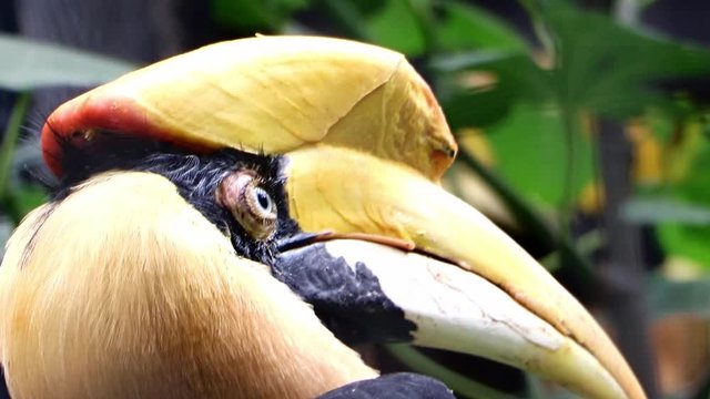 The portrait of the The great hornbill - Buceros bicornis, also known as the concave - casqued hornbill, great Indian hornbill or great pied hornbill.