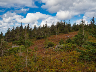Colorful view from Skyline Trail in Cape Breton National Park, Nova Scotia, Canada