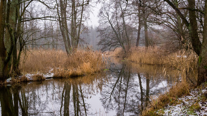 Fototapeta na wymiar Pochmurny i mglisty dzień w Dolinie Supraśli. Puszcza Knyszyńska, Podlasie, Polska