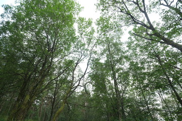 Obraz premium Natural forest in Stavanger in Norway