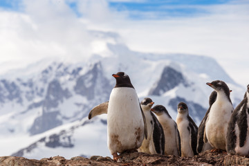 Group of Gentoo baby chick penguins on the stone nest in Antarctica, Argentine Islands.