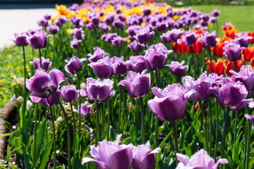 Fototapeta premium Various type of colorful beautiful tulips in the Park