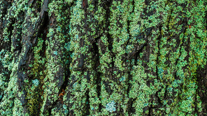 Surface decoration. Stone, marble, granite, concrete background. Wall.