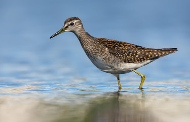 Wood sandpiper close distance big portrait shot in blue water of small pond in summer