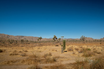 view, cactus and blue sky at Joshua tree national park desert, California