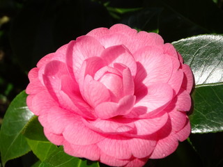 PRIMERAS FLORES DE PRIMAVERA ABRIENDO: CAMELIA.