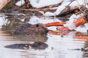 Eurasian beaver / Castor fiber