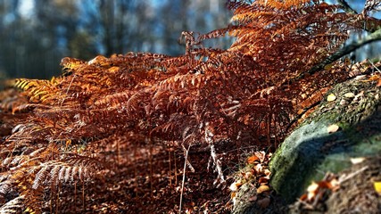 dead fern