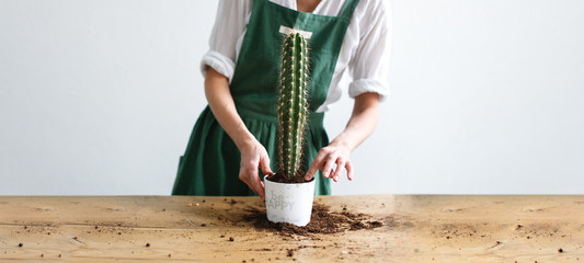 woman replanting, planting large Cereus cactus
