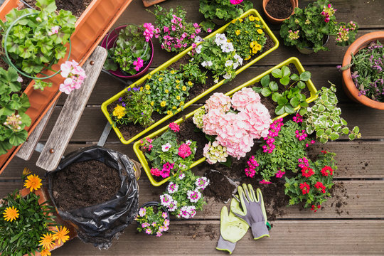 Colorful freshly potted summer flowers