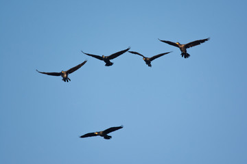 Great cormorant - Phalacrocorax carbo - flying in the sky