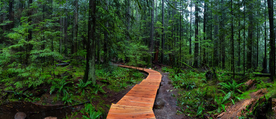 Lynn Canyon Park, North Vancouver, British Columbia, Canada. Panoramic View of a Beautiful Wooden Path in the Rainforest during a wet and rainy day.