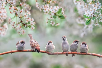 Gordijnen natuurlijke achtergrond met kleine vogels op een tak witte kersenbloesems in de meituin © nataba